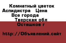 Комнатный цветок Аспидистра › Цена ­ 150 - Все города  »    . Тверская обл.,Осташков г.